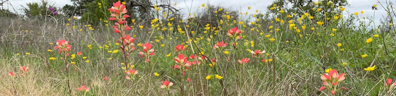 Naw Ruz flowers at Enchanted Rock State Natural Area, by Stephen A. Fuqua