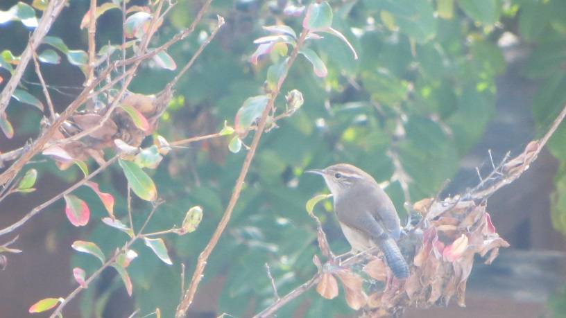 Bewick&#39;s Wren in crapemyrtle
