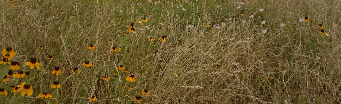 prairie flowers
