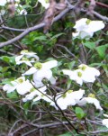 dogwood flowers