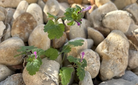 The first henbit of the season