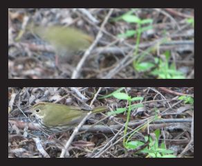 blurry and crisp photos