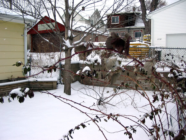 Snowfall in the backyard today