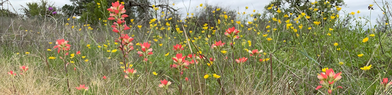 Naw Ruz flowers at Enchanted Rock State Natural Area, by Stephen A. Fuqua