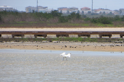 egret