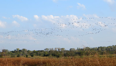 cormorants flying