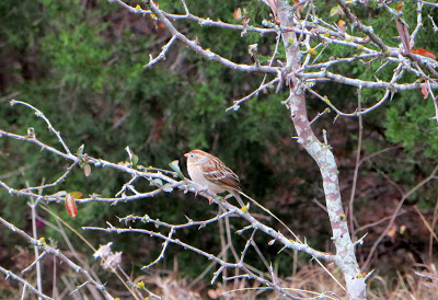 field sparrow