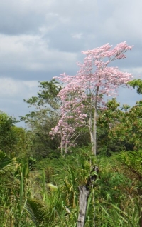 photo of tree with pink flowers