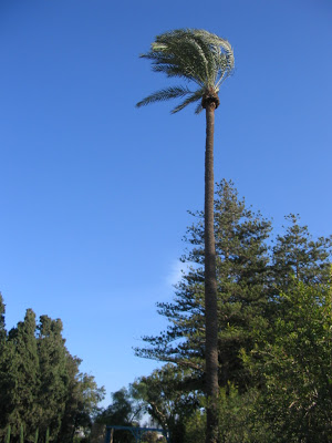 skinny palm tree