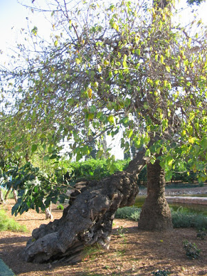 mulberry tree