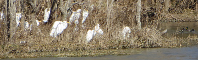 photo of egrets