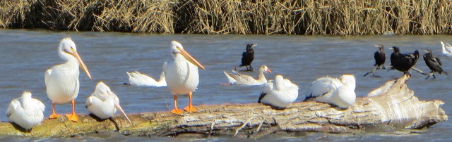 photo of birds