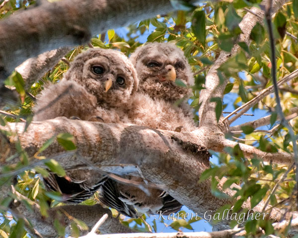 baby owls