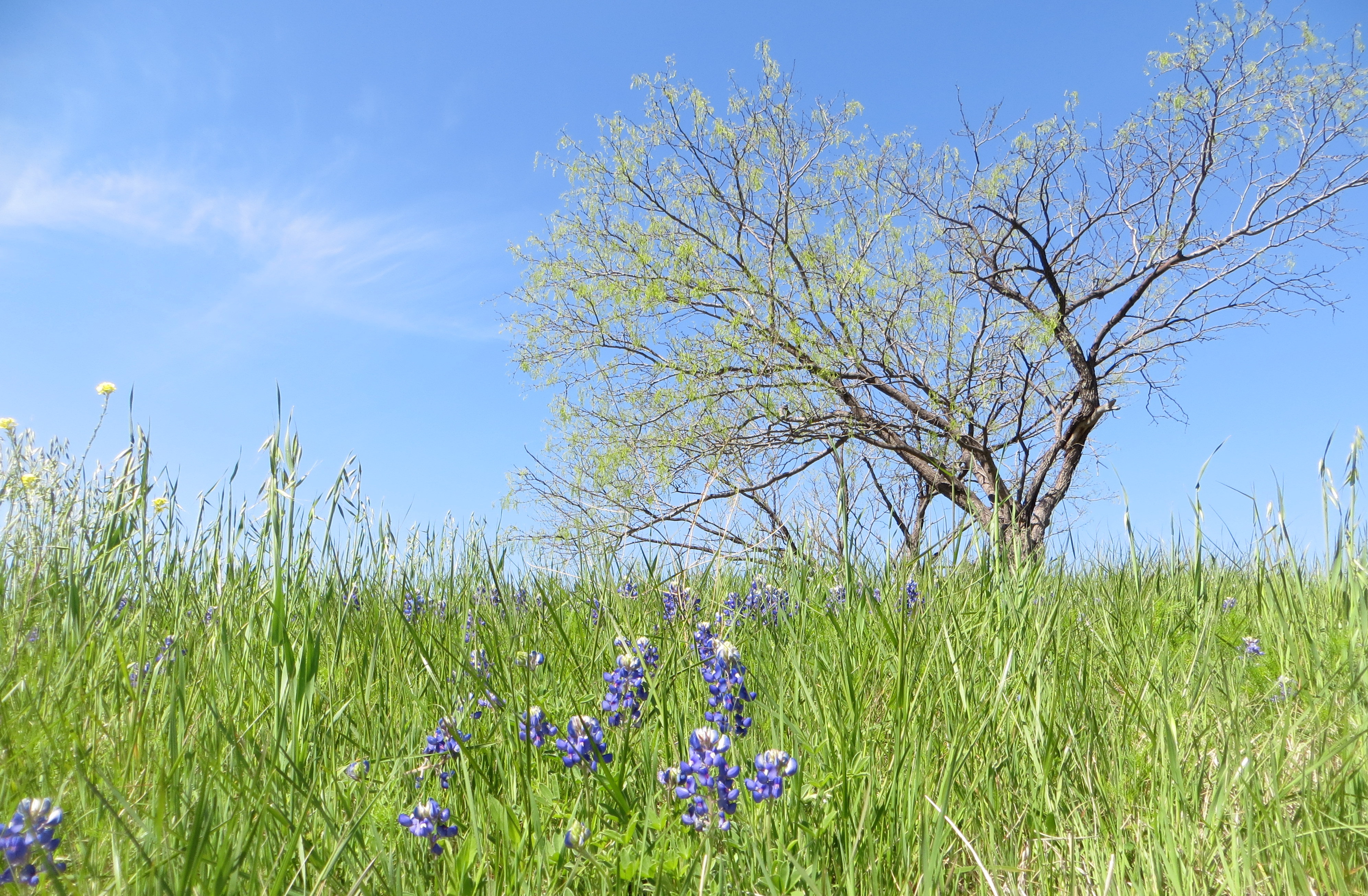 photo of bluebonnets and mesquite tree