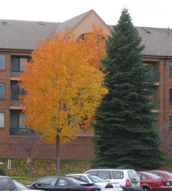 Silver Maple at our complex