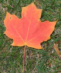 Sugar Maple leaf at our complex