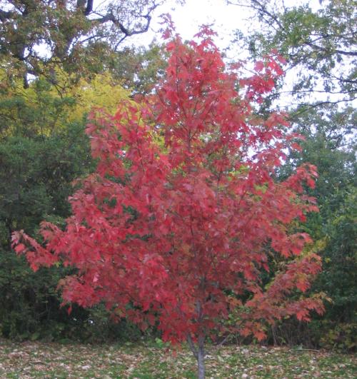 Red Maple at Como Park