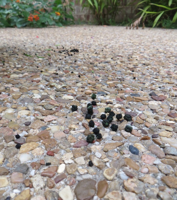 photo of caterpillar poop