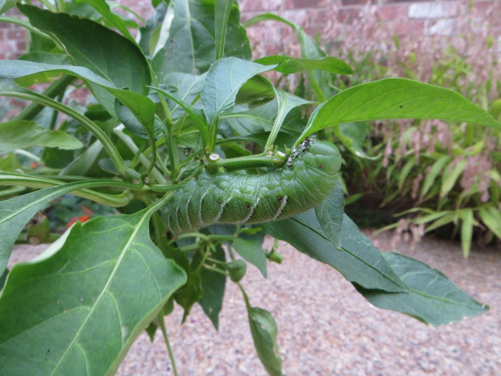 photo of tobacco hornworm