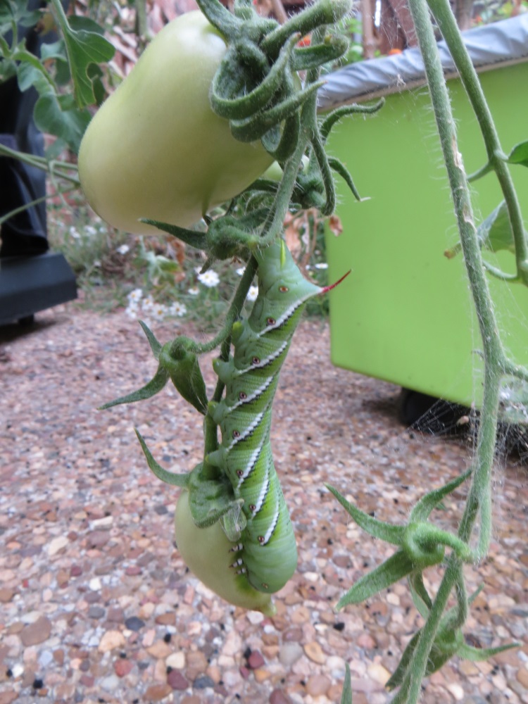 photo of tobacco hornworm, 2