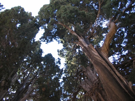 Cypress in Mazra'ih