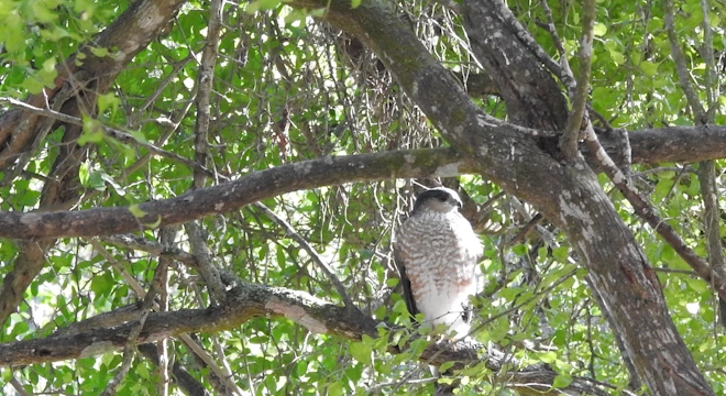 Sharp-shinned Hawk, by Stephen A. Fuqua