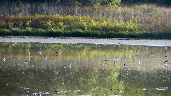 shorebirds at Sam Houston park