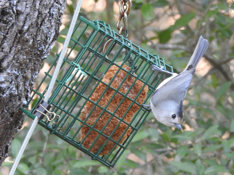 Black-Crested Titmouse