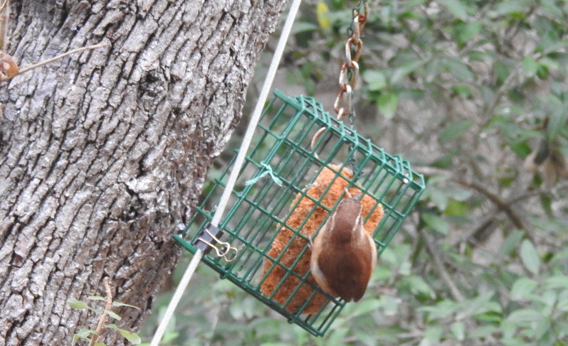 Carolina Wren