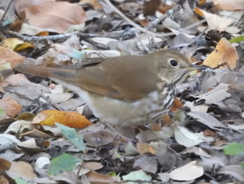 Hermit Thrush