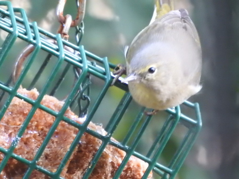 Orange-crowned Warbler