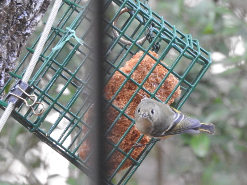 Ruby-crowned Kinglet