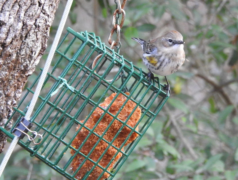 Yellow-rumped Warbler