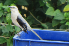 Tropical Mockingbird