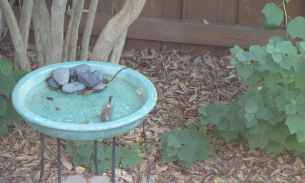 photo of a Yellow-rumped Warbler bathing